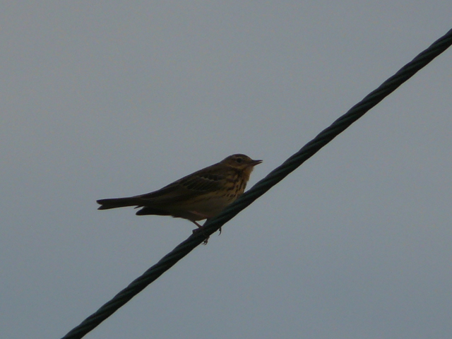 23/04/2013 – Redstart, Pipits, Wheatear and Warblers