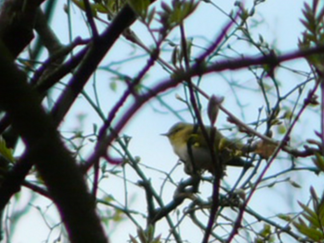 05/05/2013 – Wood Warbler on patch, and Peregrines hatch!